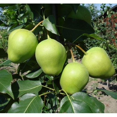 Hruška ázijská - Pyrus ´Early Shu´