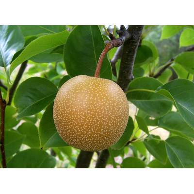 Hruška japonská - Pyrus pyrifolia Nashi ´Chojuro´- neskorá