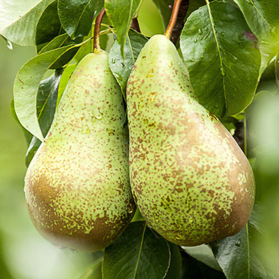 Hruška jesenná - Pyrus communis 'Konferencia' - jesenná