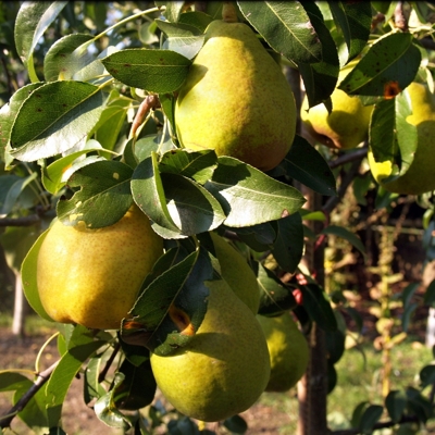 Hruška jesenná - Pyrus communis 'Lucasova' - zimná