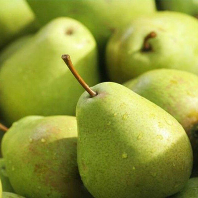 Hruška mini - Pyrus communis - zakrslá odroda