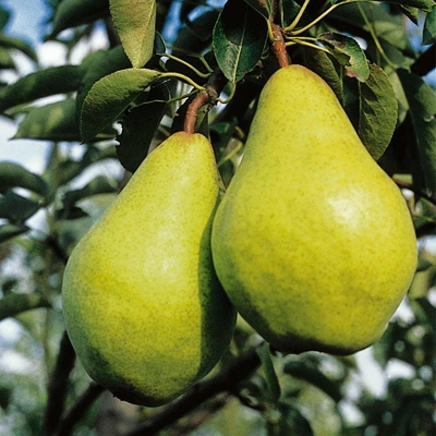 Hruška - Pyrus communis 'Williamsova' - letná