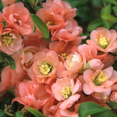 Dulovec nádherný - Chaenomeles speciosa 'Cameo' - 20/30cm