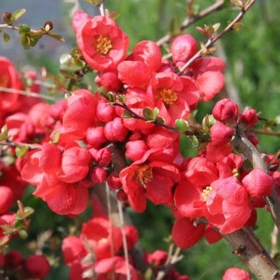 Dulovec japonský - Chaenomeles superba ´Red Trail´ - 20/30cm