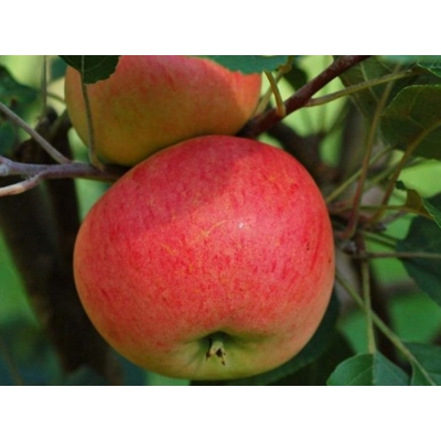 Jablo? - Malus domestica 'Discovery'