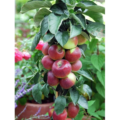 Jablo? - Malus domestica 'Flamenco' - zimná (st?povitá)