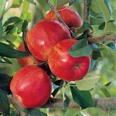 Jablo? - Malus domestica 'Gala' - skoro zimná