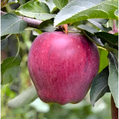 Jablo? zimná - Malus domestica 'Gloster' - zimná