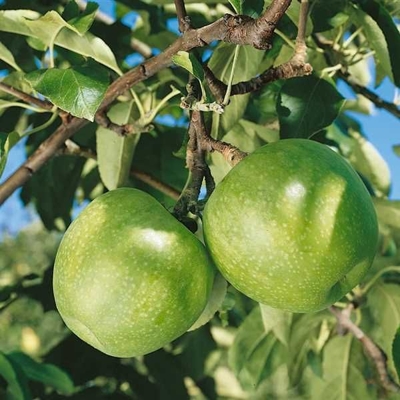Jablo? zimná - Malus domestica 'Granny Smith' - zimná