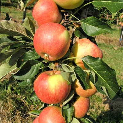 Jablo? zimná  - Malus domestica 'Idared' - zimná