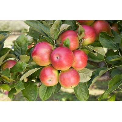Jablo? - Malus domestica 'James Grieve Super Compact' - zimná (st?povitá)