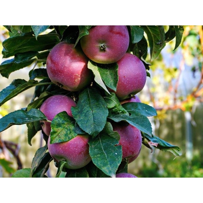 Jablo?  - Malus domestica 'Redspring' - st?povitá (skoro zimná)
