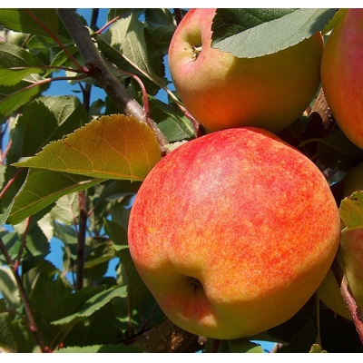 Jablo? - Malus domestica 'Šampion'  - jesenná