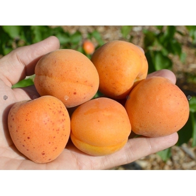 Marhu?a oby?ajná - Prunus armeniaca 'Early Orange'