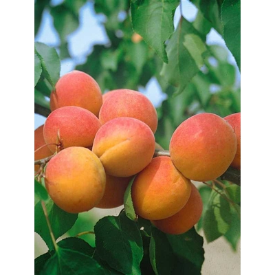 Marhu?a oby?ajná - Prunus armeniaca 'Hargrand'