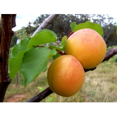 Marhu?a oby?ajná - Prunus armeniaca  ´Ma?arská´ - stredne skorá
