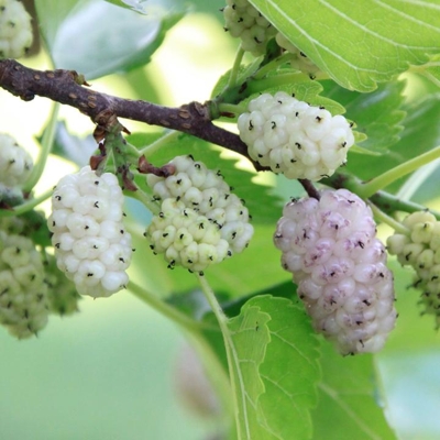 Moruša - Mosus ´Full Season´ - na 150cm kmienku