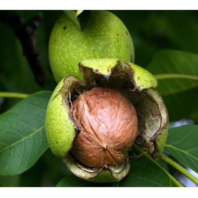 Orech vlašský - Juglans regia 'Jupiter' - 125/150cm