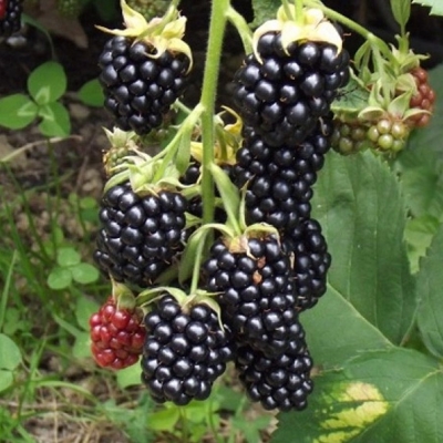 Ostružina ?ernicová - Rubus fruticosus  ´Dirksen´ - bezt?nna - 40cm