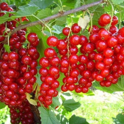 Ríbez?a ?ervená - Ribes rubrum  'Jonker van Tets'-  40+cm