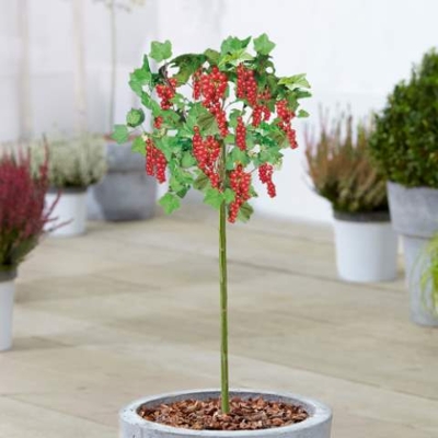 Ríbez?a ?ervená strom?eková - Ribes rubrum  'Jonker van Tets' - na 60cm kmeni