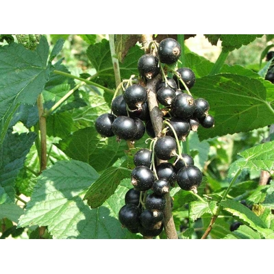Ríbez?a ?ierna - Ribes nigrum 'Little Black Sugar' - 20/30cm
