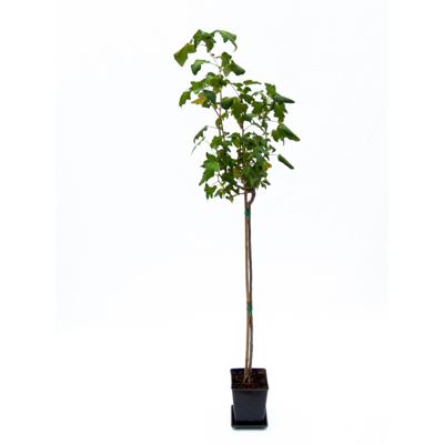 Ríbez?a ?ierna - Ribes nigrum  'Tisel' - na 60cm kmienku