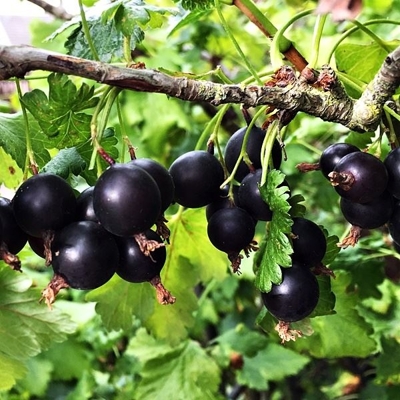Ríbez?a x Egreš - Ribes x nidigrolaria JOSTA  - 40cm
