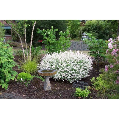 V?ba japonská - Salix integra 'Hakuro Nishiki' - 20/30cm