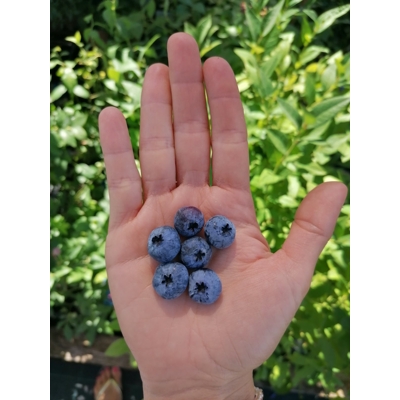 ?u?oriedka - Vaccinium ´Emblue´- 30/40cm
