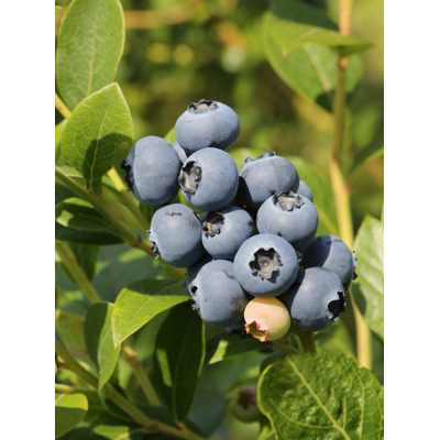 ?u?oriedka - Vaccinium corymbosum  ´Herbert´ - 40/60cm