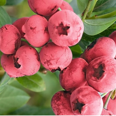 ?u?oriedka - Vaccinium corymbosum  ´Pink Bonbon´ - 20/30cm