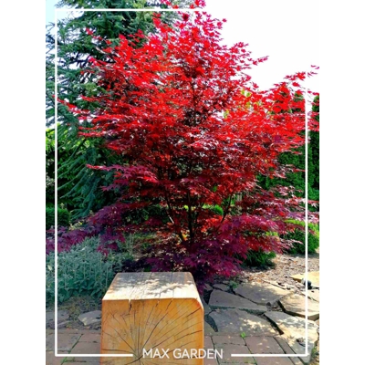Javor dla?olistý NAJBORDOVEJŠÍ KULTIVAR - Acer palmatum 'BLOODGOOD' - 110/140cm