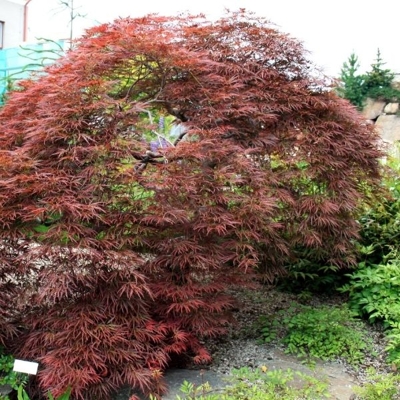 Javor dla?olistý - Acer palmatum  'Tamukeyama'- na 150cm kmeni