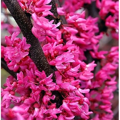 Judášovec kanadský - Cercis canadensis 'Appalachian Red' - 150/180cm