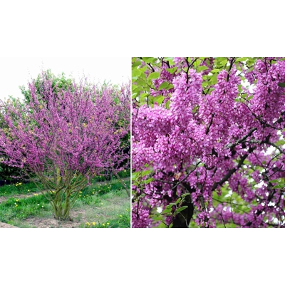Judášovec strukovitý - Cercis siliquastrum - 60/80/100cm