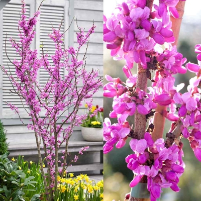 Judášovec ?ínsky  -  Cercis chinensis 'Avondale' - 120/150cm
