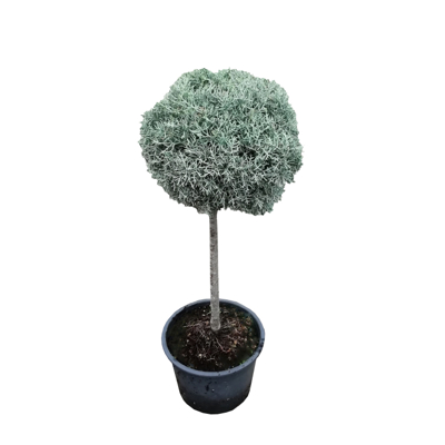 Cyprus arizónsky - Cupressus arizonica ´Fastigiata´ - na 40/50cm kmeni