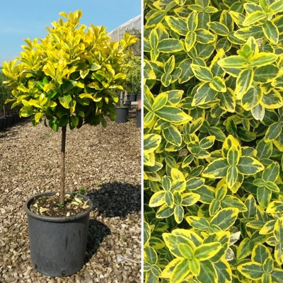 Bršlen - Euonymus japonicus ´Aurea´ - na 80/90cm kmeni