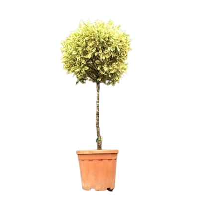 Bršlen japonský  - Euonymus japonicus Bravo' - na 40/50cm kmeni