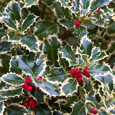 Ilex aquifolium 'Variegatum' - na 90/100cm kmeni