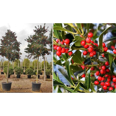 ILEX X NELLIE R. STEVENS - na 180/190cm kmeni