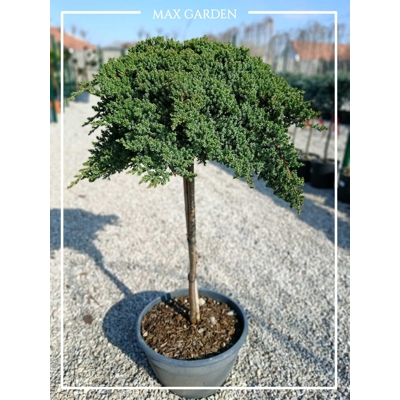 Borievka poliehavá - Juniperus procumbens ´Nana´ - na 60cm kmeni