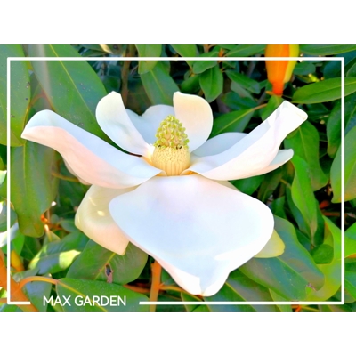 Magnólia ve?kokvetá - Magnolia grandiflora 'Gallisoniensis' - 200/220cm