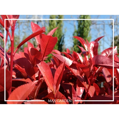 ?ervienka, Fotínia  - Photinia fraseri ´Robusta Compacta´ - 40/60cm