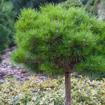 Borovica ?ierna - Pinus nigra ´Bambino´ -na 70/80cm kmeni