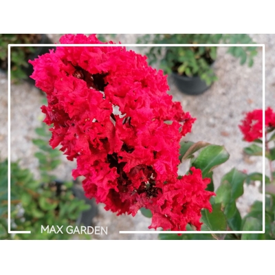 Myrta krepová - Lagerstroemia indica ´DYNAMITE´ - na 90/110cm kmeni (strom?ek)