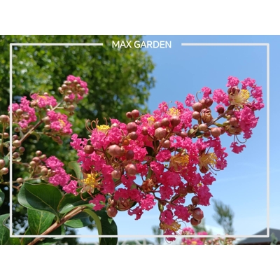 Myrta krepová - Lagerstroemia indica ´Caroline Beauty´ - na 180cm kmienku (strom)