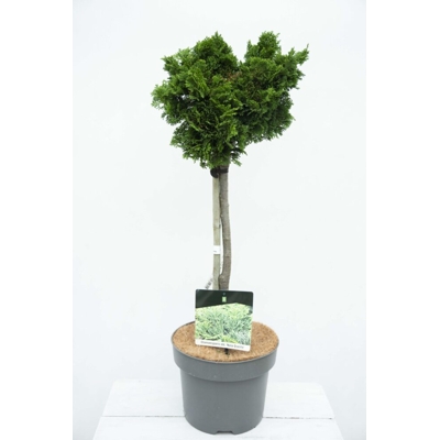 Cypruštek tupolistý - Chamaecyparis obtusa 'Nana Gracilis' km40/50cm