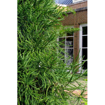 Kryptoméria japonská  - Cryptomeria japonica 'Araucarioides' - 70/90cm